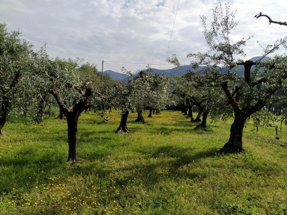 Agriturismo La Vite Maritata Pietrasanta Exteriör bild