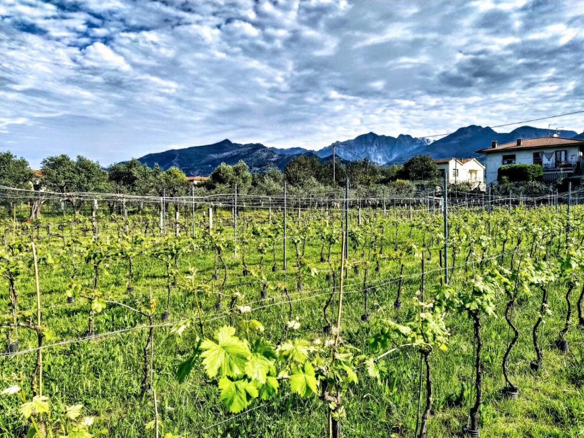 Agriturismo La Vite Maritata Pietrasanta Exteriör bild
